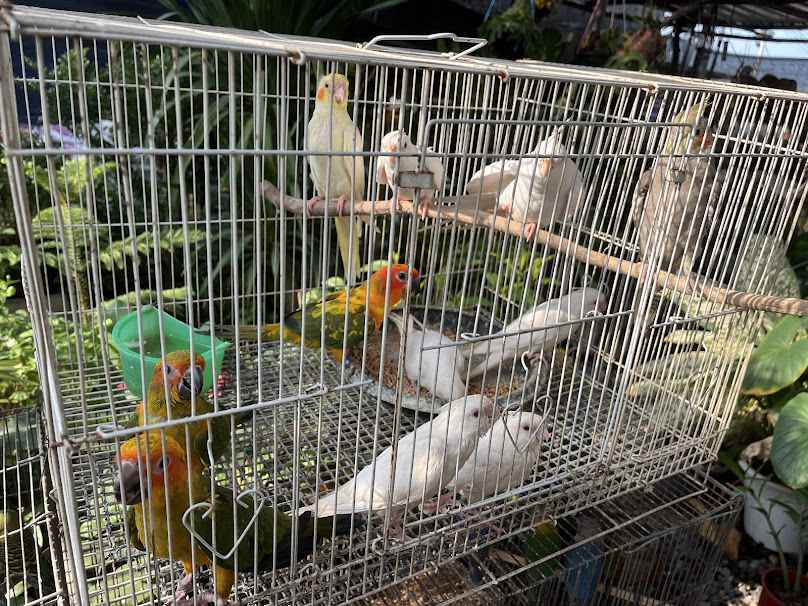 ตลาดต้นไม้เมืองพล - 2