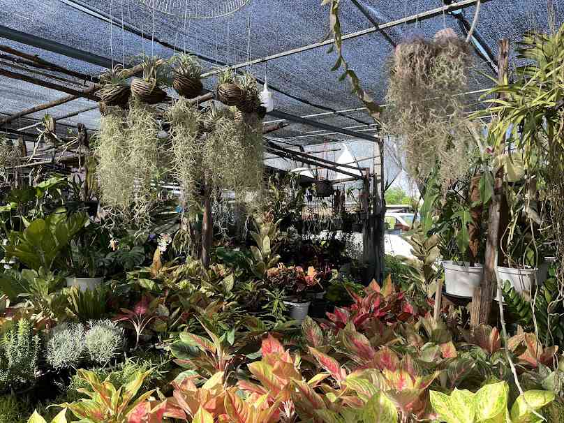 ตลาดต้นไม้เมืองพล - 3
