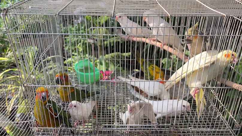 ตลาดต้นไม้เมืองพล - 4