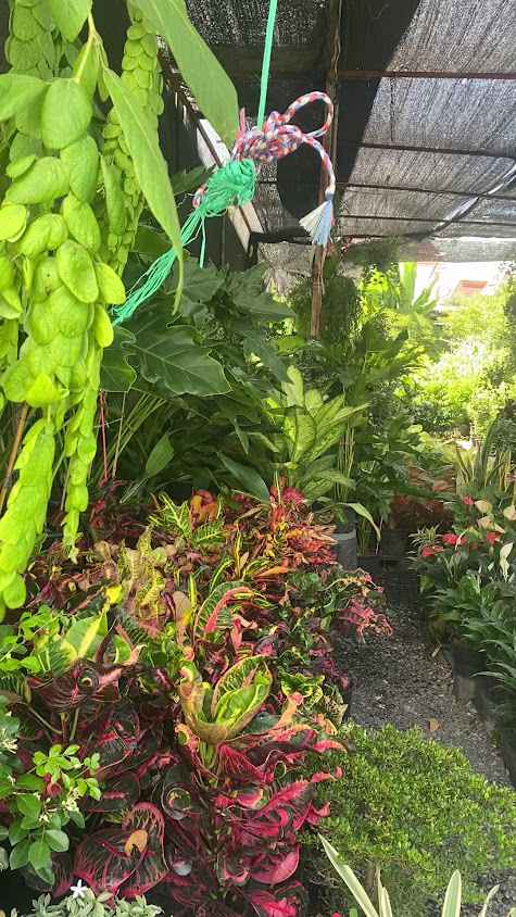 ตลาดต้นไม้เลียบทางด่วน - 3