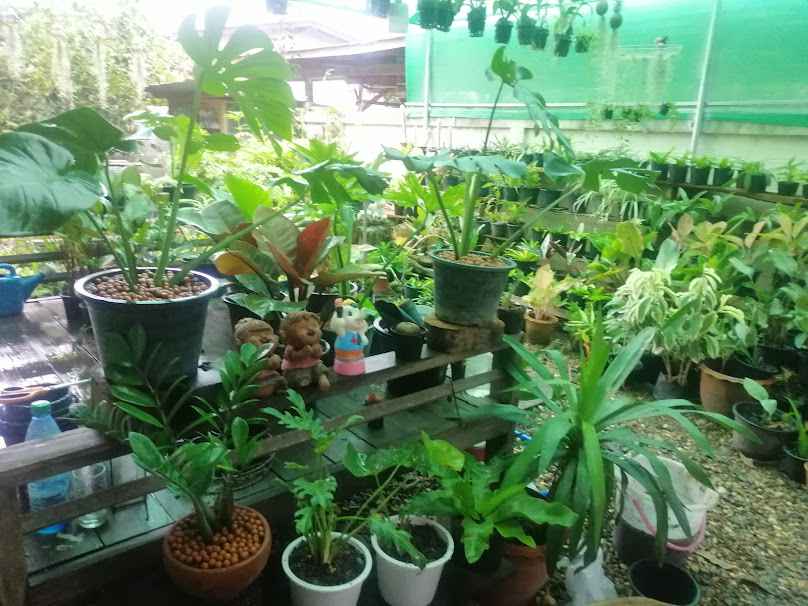 ตลาดต้นไม้และเซรามิก - 3
