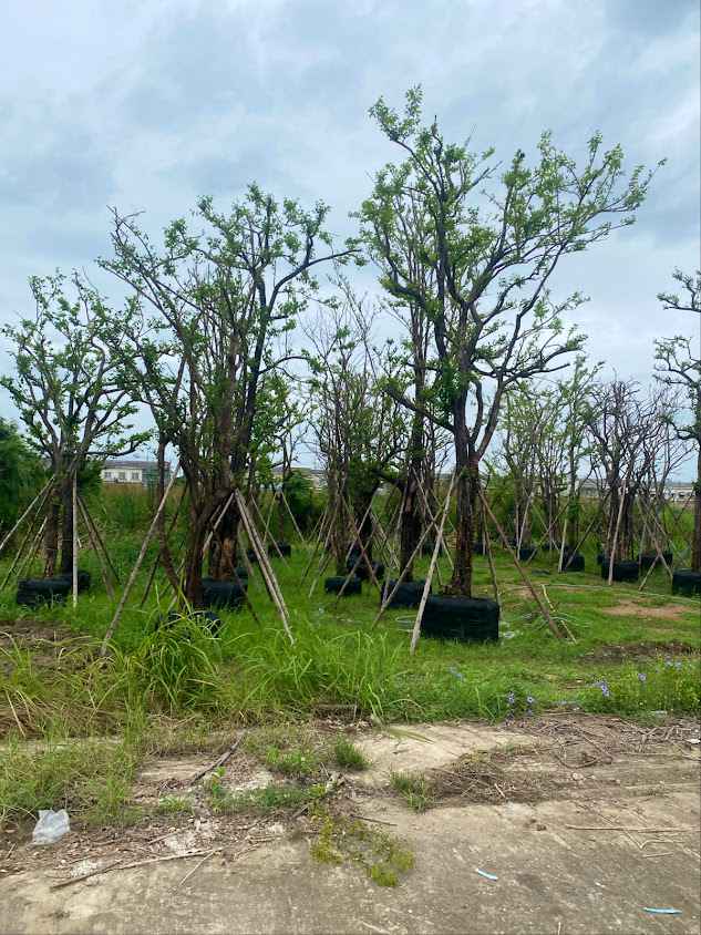 Klong 9 Tree Supplier - 3