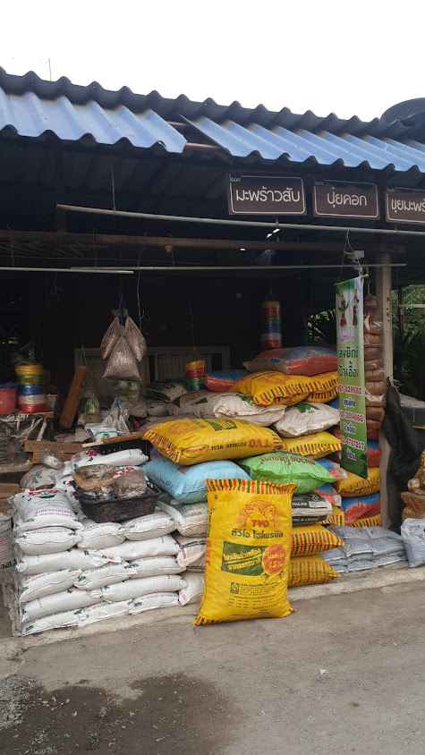 Klong 9 Tree Supplier - 4