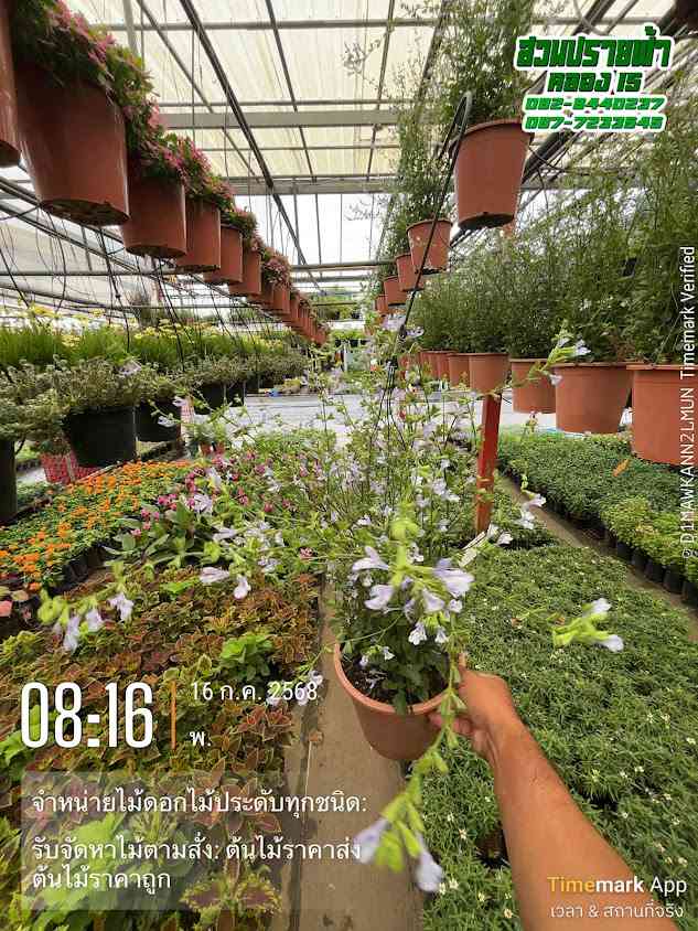 Kai Koo Plant Market