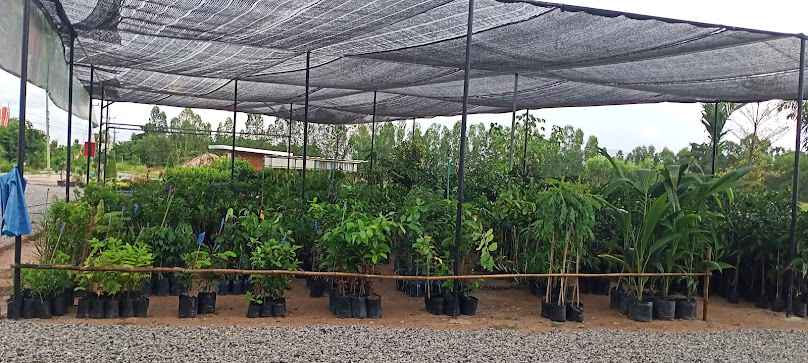 ตลาดต้นไม้-ของแต่งสวน กรีนการ์เด้น - 2