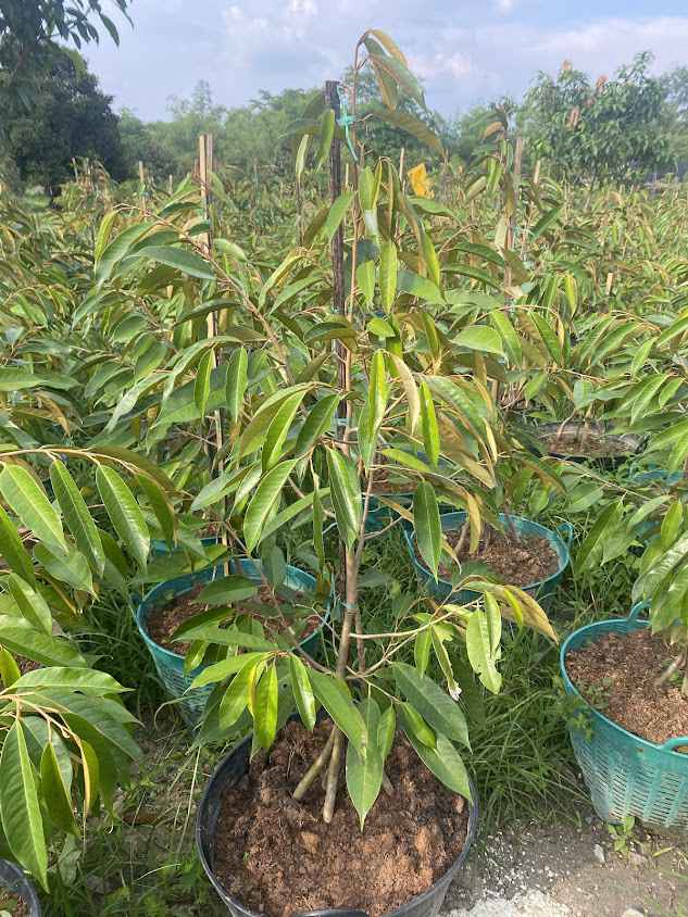 ตลาดต้นไม้ ขายต้นทุเรียน หมอนทอง ทุเรียนต้นใหญ่ 3 ปี