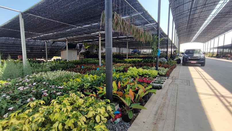 ตลาดต้นไม้ พระเงินฟลาวเวอร์ปาร์ค - 4