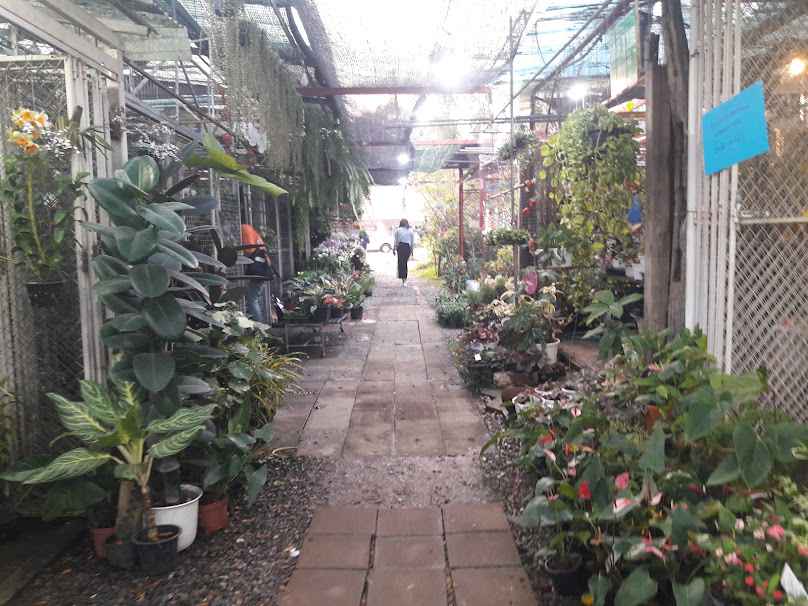 ตลาดต้นไม้ มข. (อุทยานเกษตร) - 4