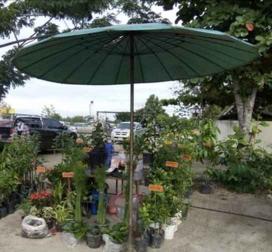 ตลาดต้นไม้ ลำพูน - 4