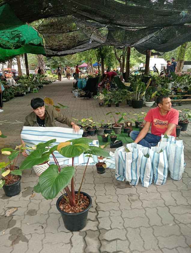 ตลาดต้นไม้ วัดพระนอนจักรสีห์วรวิหาร-Official - 2