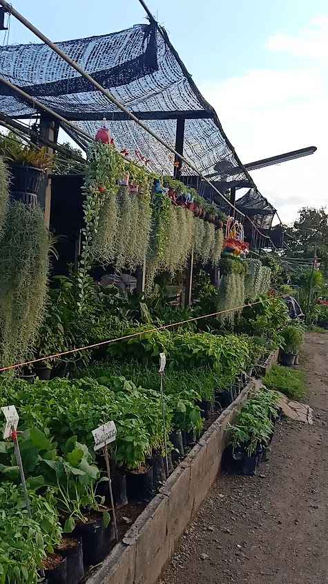 ตลาดต้นไม้ สวนฟ้าใส - 3