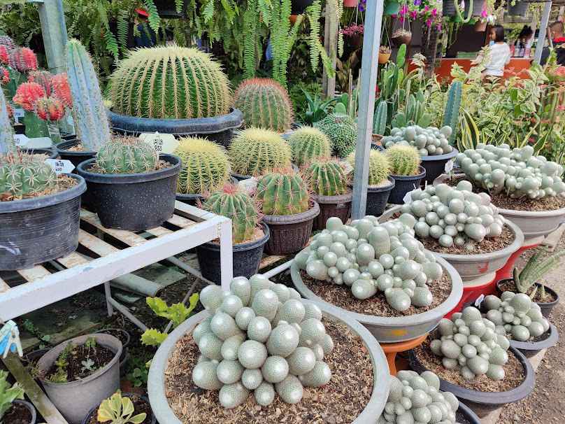 ตลาดต้นไม้ สวนฟ้าใส - 4