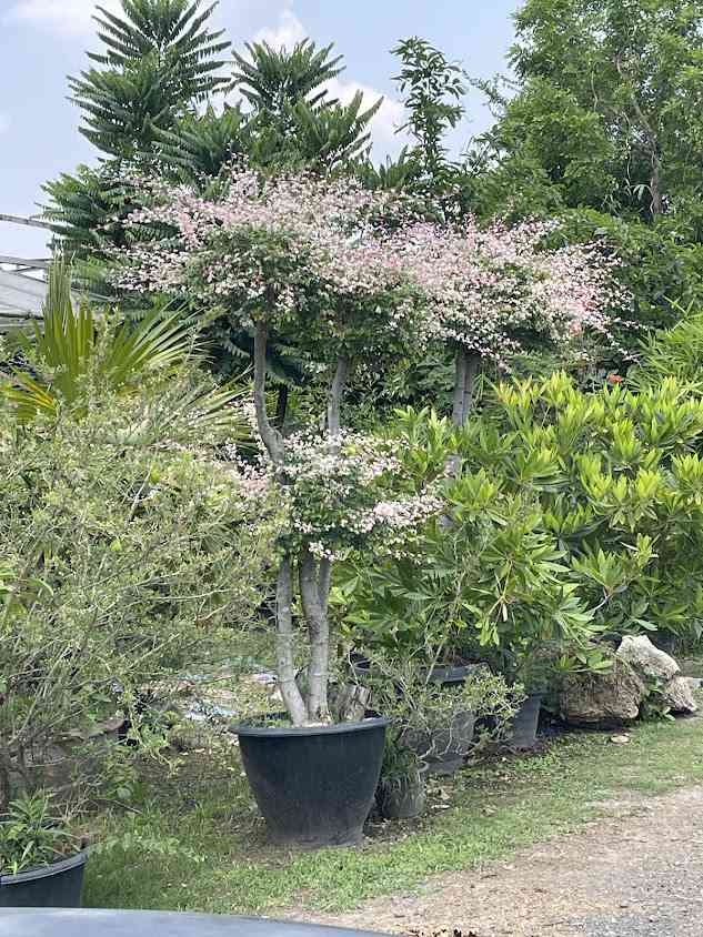 Wholesale Plant Nursery - 2