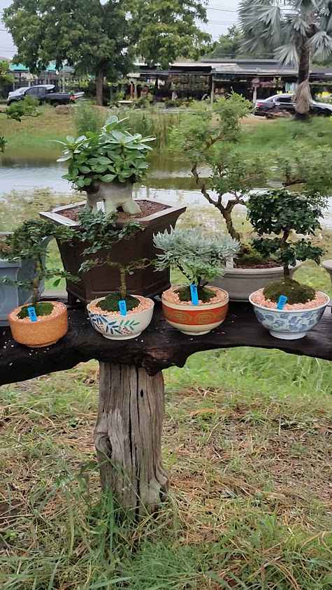 Wholesale Plant Nursery - 3