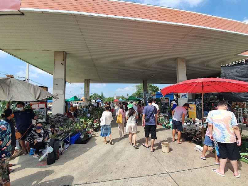 ตลาดนัดต้นไม้ปราณบุรี - 3
