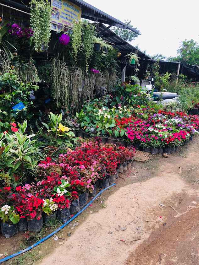 ตลาดนัดต้นไม้แยกบายพาส - 3