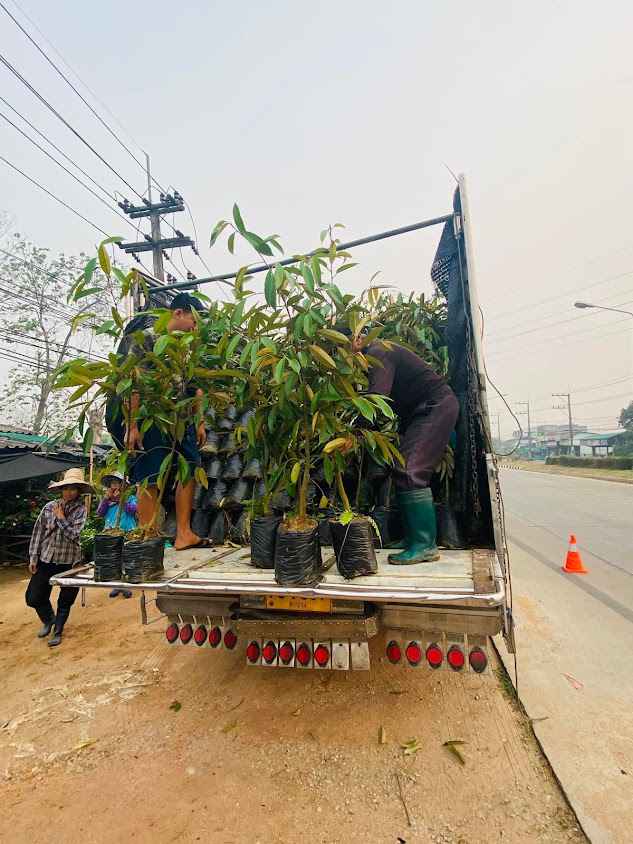 ตลาดนัดต้นไม้แยกบายพาส - 4