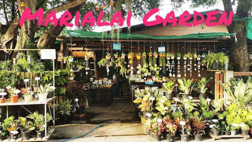 ตลาดนัดต้นไม้ - 3
