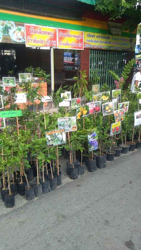 ตลาดนัดเช้าวันอาทิตย์
