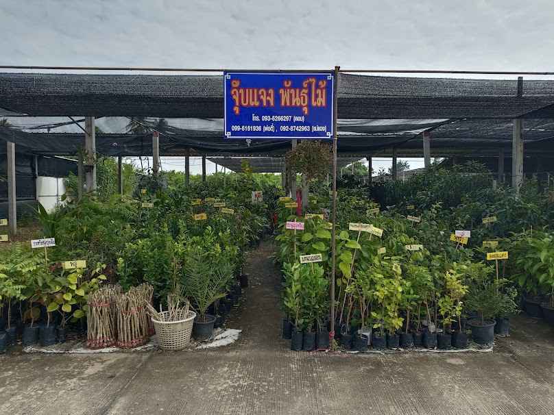 ตลาดปลาสวยงามบ้านโป่ง - 4
