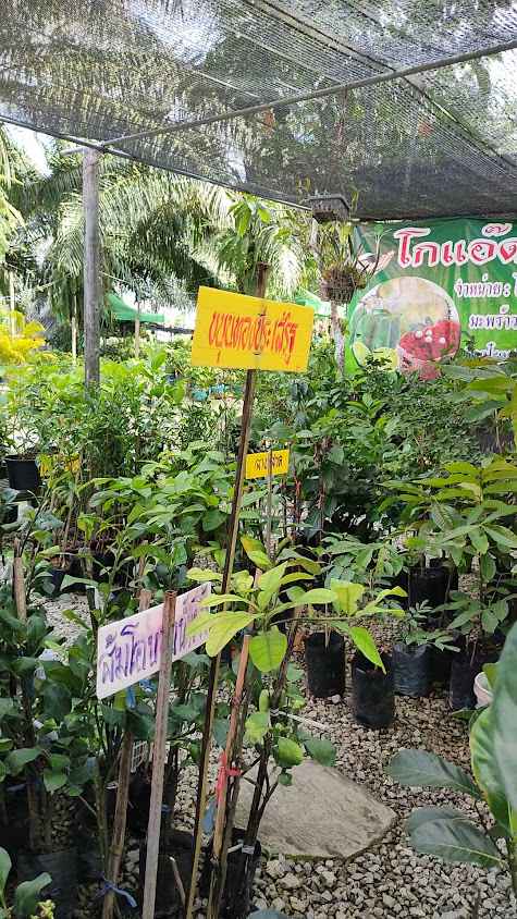 ตลาดพันธุ์ไม้ อ.ต.ก.ตรัง - 3