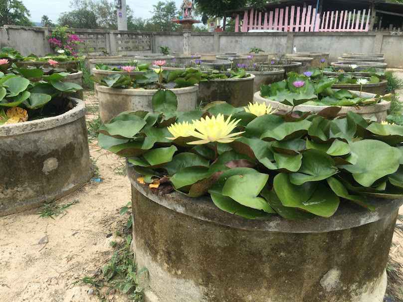 ตลาดรถไฟGarden