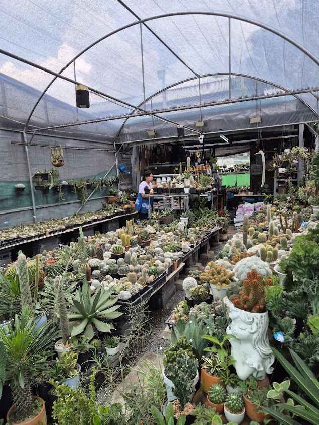 ตลาดสวัสดิการต้นไม้ กองทัพอากาศ - 2