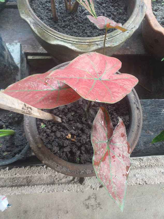ตลาดเกษตรสุวพันธ์เมืองทอง - 4