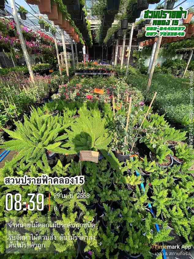 ตลาดไม้ดอกไม้ประดับ - 4