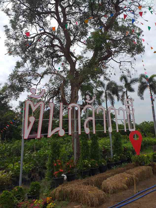 ต้นกล้าภาชี - 4