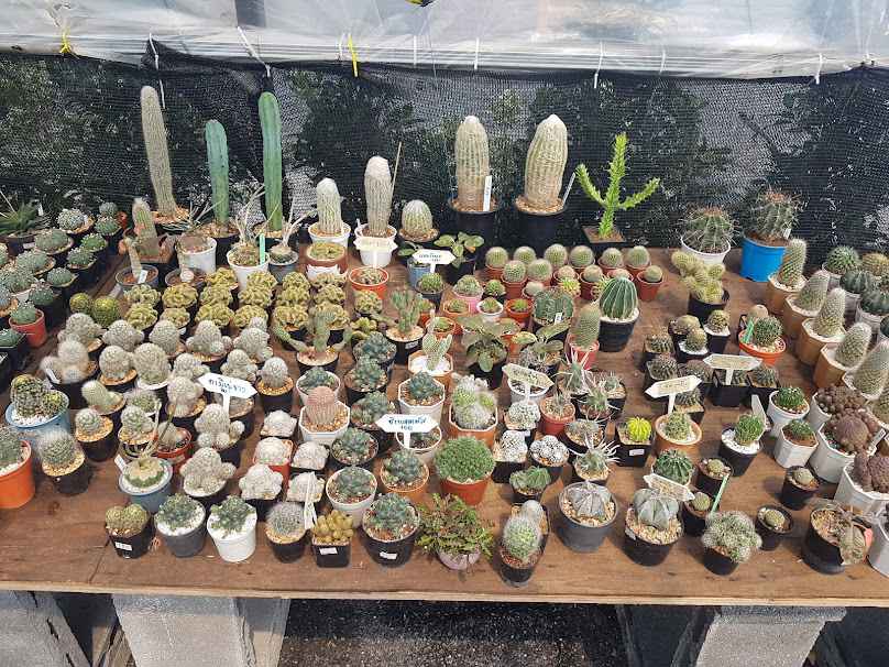ต้นไม้นายโฮม Plants in Home