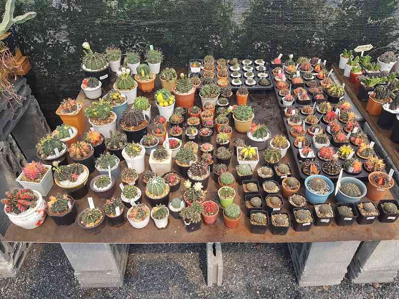 ต้นไม้นายโฮม Plants in Home - 2