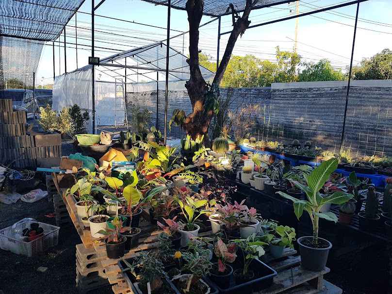 ต้นไม้นายโฮม Plants in Home - 3