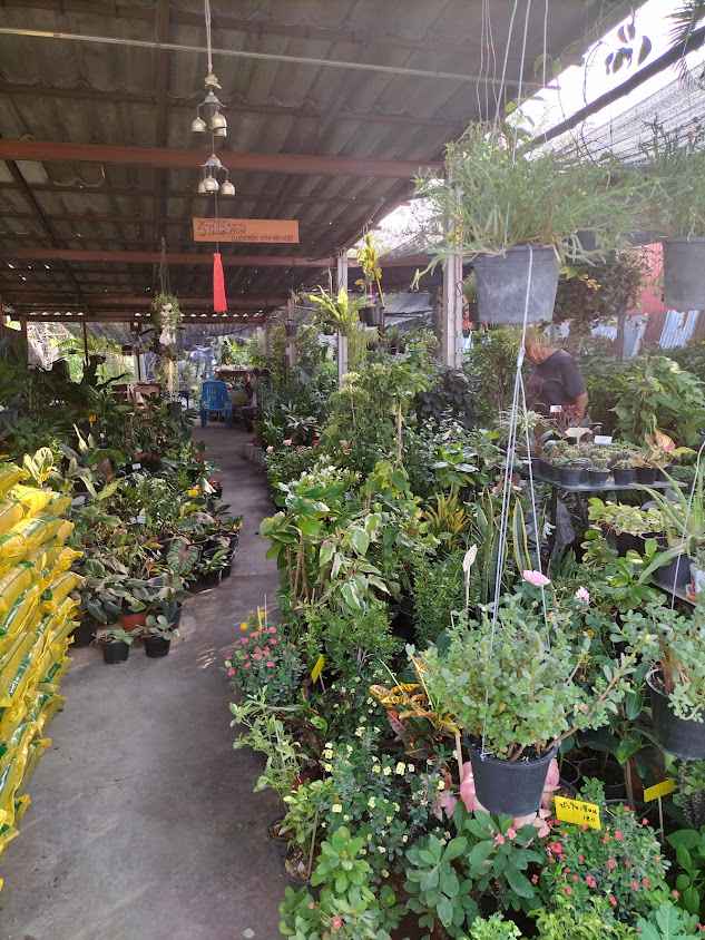 ต้นไม้นายโฮม Plants in Home - 4