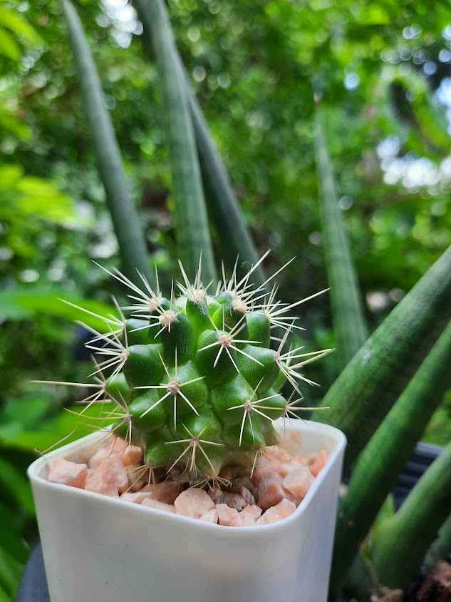 ต้นไม้มีหนาม
