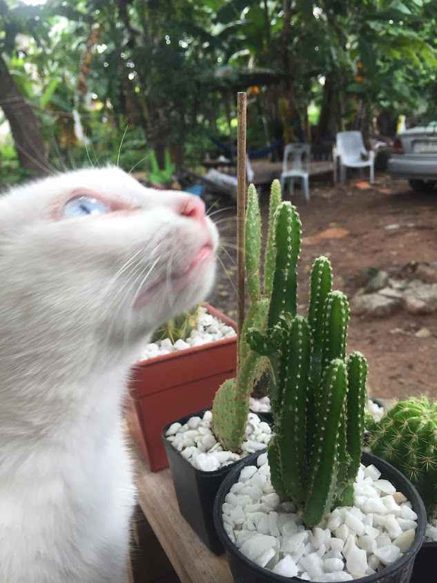 ต้นไม้มีหนาม - 2