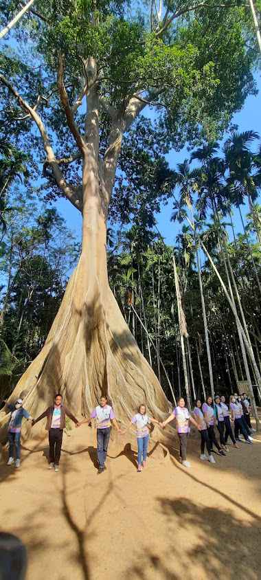 The Giant Tree