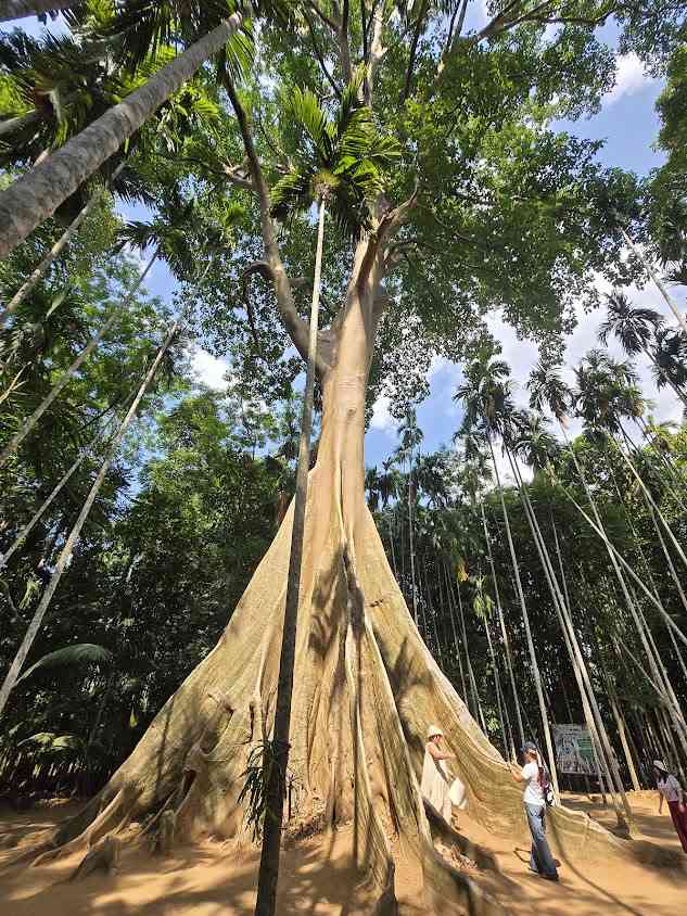 The Giant Tree - 2