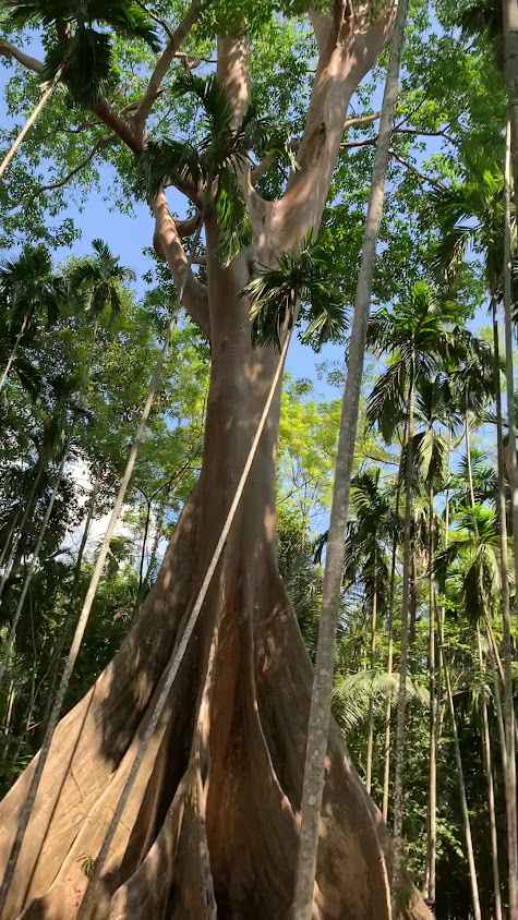 The Giant Tree - 3