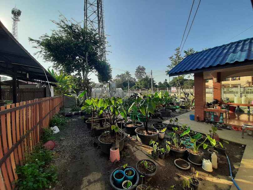 ต้นไม้ใบตอง - 2