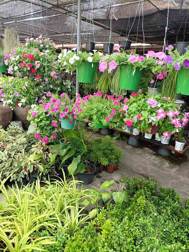 ที่ทำงานร้านต้นไม้ - 2