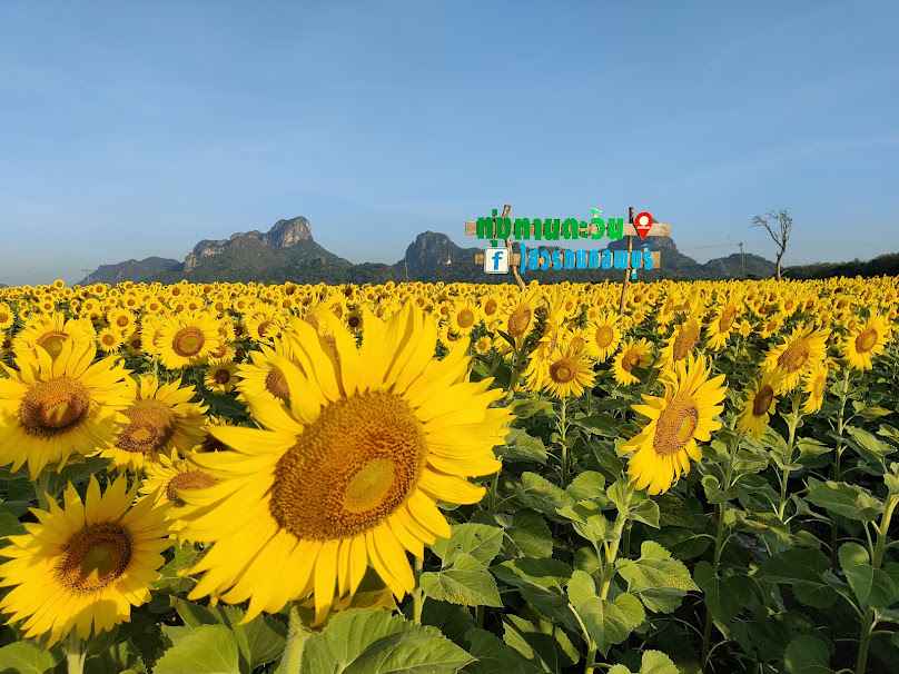 ทุ่งทานตะวันไสวรถยกลพบุรี