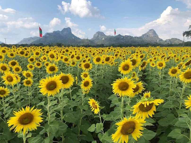 ทุ่งทานตะวันไสวรถยกลพบุรี - 2