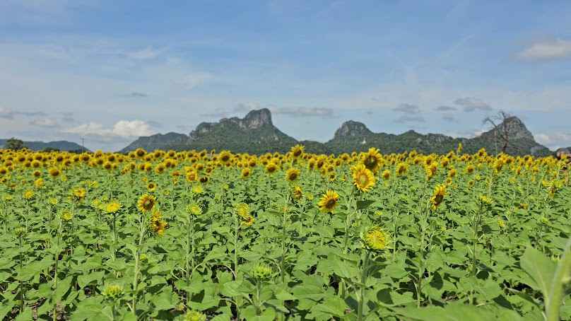 ทุ่งทานตะวันไสวรถยกลพบุรี - 3