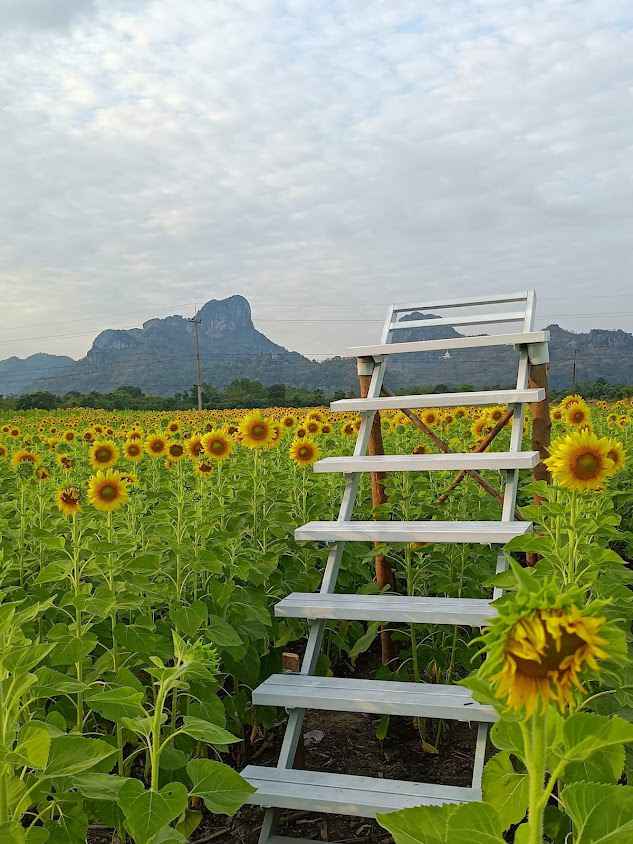 ทุ่งทานตะวันไสวรถยกลพบุรี - 4