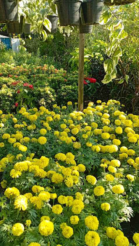 นิตยาพันธุ์ไม้ เลี่ยงเมืองนครสวรรค์