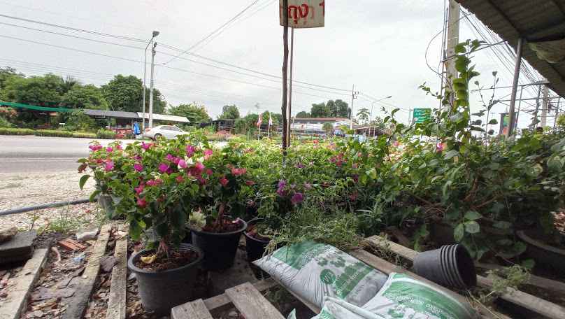 นิตยาพันธุ์ไม้ เลี่ยงเมืองนครสวรรค์ - 3