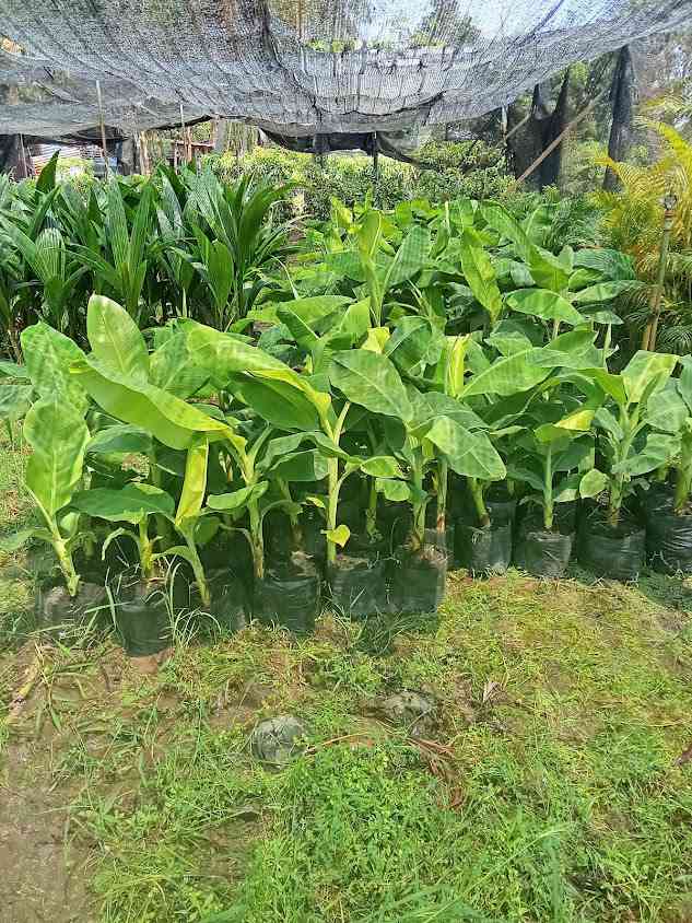 น้ำว้ามะลิอ่องแม่ปราณี - 1