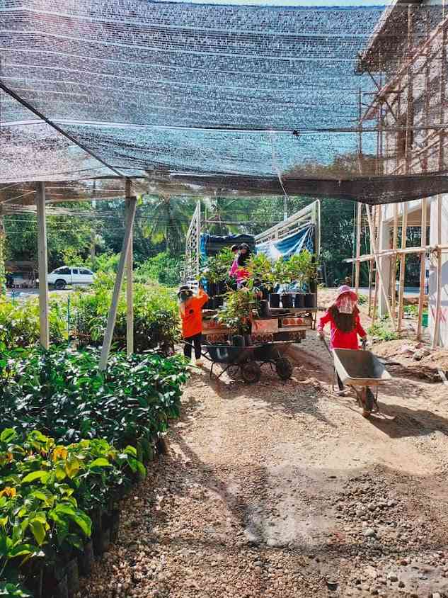 บางโกระพันธุ์ไม้ - 3