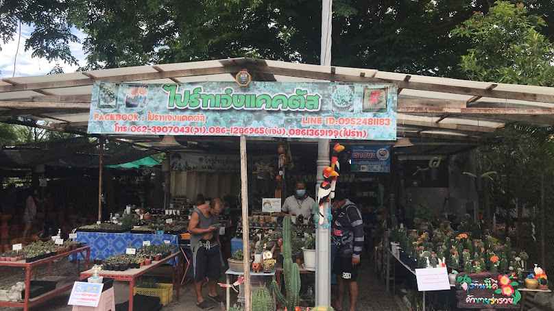 บึงพระราม แคคตัส